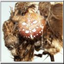 Araneus quadratus - Vierfleck-Kreuzspinne w03.jpg